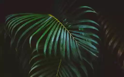 Green coconut branches  from Chrome web store to be run with OffiDocs Chromium online