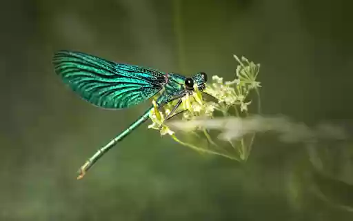 Green dragonfly from Chrome web store to be run with OffiDocs Chromium online Green dragonfly from Chrome web store to be run with OffiDocs Chromium online