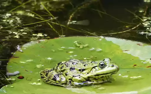 Green Frog on Lily Leaf  from Chrome web store to be run with OffiDocs Chromium online