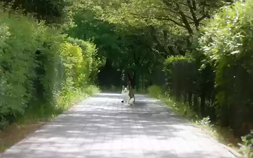 باغ سبز و گربه از فروشگاه وب کروم با OffiDocs Chromium آنلاین اجرا می‌شوند