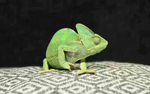 Green gecko  from Chrome web store to be run with OffiDocs Chromium online