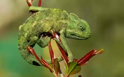 Green gecko and young leaves  from Chrome web store to be run with OffiDocs Chromium online