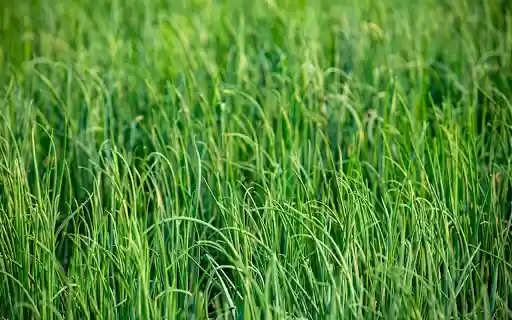 Green Grass Field  from Chrome web store to be run with OffiDocs Chromium online