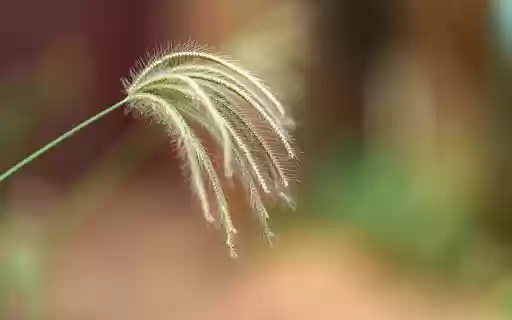 Green Grass Flower from Chrome web store to be run with OffiDocs Chromium online Green Grass Flower from Chrome web store to be run with OffiDocs Chromium online