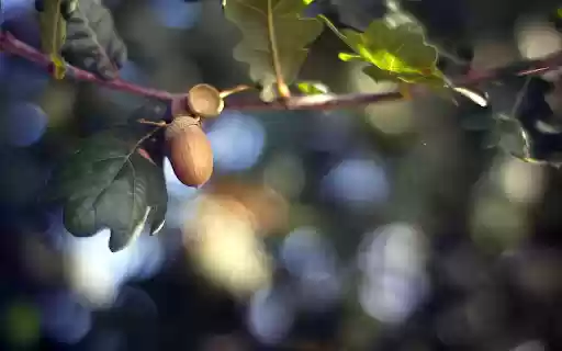 Green leaf fruit tree  from Chrome web store to be run with OffiDocs Chromium online
