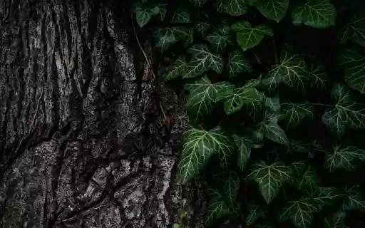 Green leaves at the base of the tree  from Chrome web store to be run with OffiDocs Chromium online
