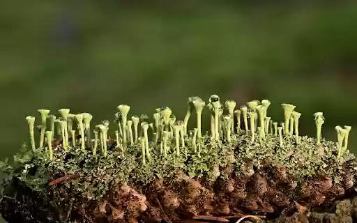 ไลเคนสีเขียวจาก Chrome เว็บสโตร์จะถูกเรียกใช้งานร่วมกับ OffiDocs Chromium ออนไลน์