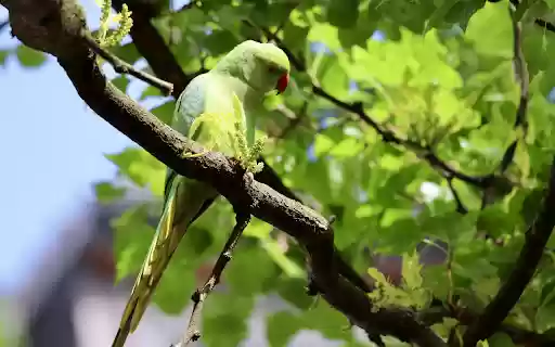 Green parrot and leaves from Chrome web store to be run with OffiDocs Chromium online Green parrot and leaves from Chrome web store to be run with OffiDocs Chromium online