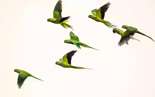 Green parrots  from Chrome web store to be run with OffiDocs Chromium online