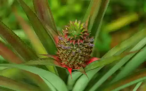 Green Pineapple Tree from Chrome web store to be run with OffiDocs Chromium online Green Pineapple Tree from Chrome web store to be run with OffiDocs Chromium online