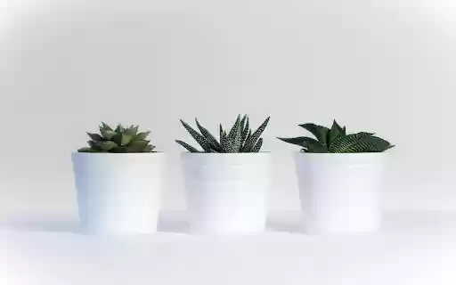 Green Plant In White Ceramic Pot from Chrome web store to be run with OffiDocs Chromium online Green Plant In White Ceramic Pot from Chrome web store to be run with OffiDocs Chromium online