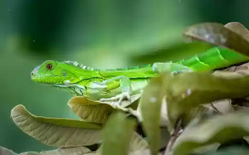 Green reptile  from Chrome web store to be run with OffiDocs Chromium online