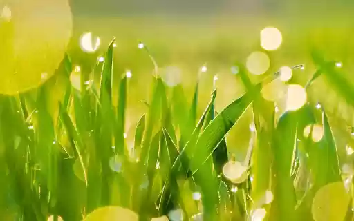 Green Rice in the Sun  from Chrome web store to be run with OffiDocs Chromium online