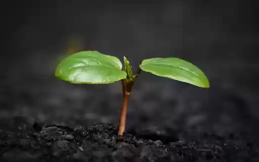 Green sprouts from Chrome web store to be run with OffiDocs Chromium online Green sprouts from Chrome web store to be run with OffiDocs Chromium online