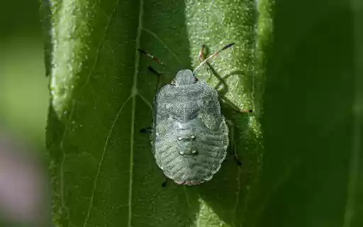 Green stink bug  from Chrome web store to be run with OffiDocs Chromium online