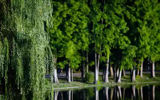 Green trees and weeping willows  from Chrome web store to be run with OffiDocs Chromium online