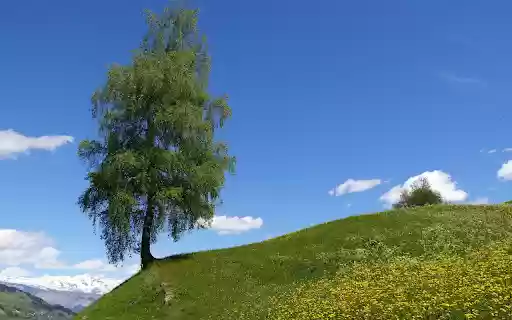 Green trees on flower hill  from Chrome web store to be run with OffiDocs Chromium online