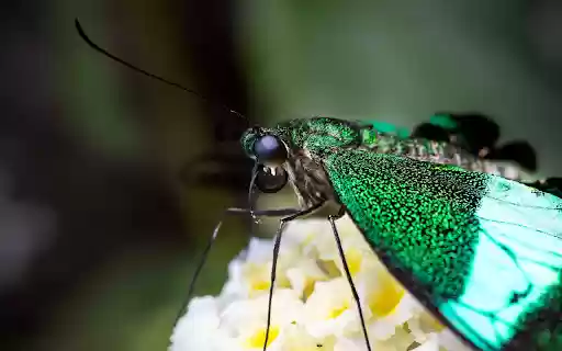 Green winged insect  from Chrome web store to be run with OffiDocs Chromium online