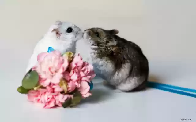 Hamsters  from Chrome web store to be run with OffiDocs Chromium online