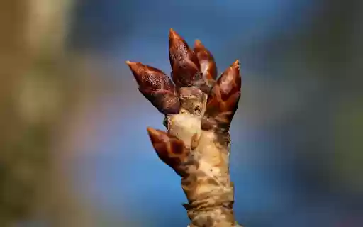 Hand shaped buds  from Chrome web store to be run with OffiDocs Chromium online