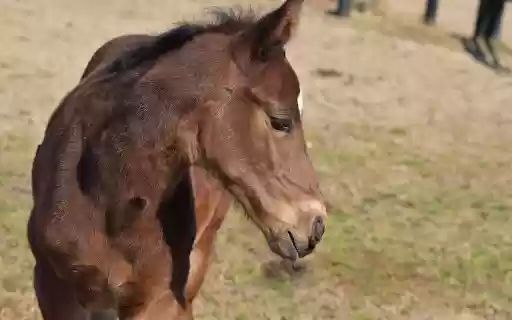 Healthy Brown Horse from Chrome web store to be run with OffiDocs Chromium online Healthy Brown Horse from Chrome web store to be run with OffiDocs Chromium online
