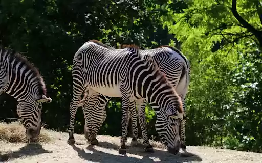 Healthy zebras  from Chrome web store to be run with OffiDocs Chromium online