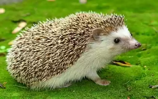Hedgehog on the lawn wallpaper from Chrome web store to be run with OffiDocs Chromium online Hedgehog on the lawn wallpaper from Chrome web store to be run with OffiDocs Chromium online