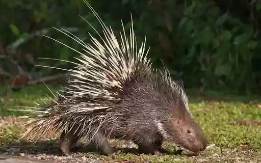 Hedgehog Wallpaper  from Chrome web store to be run with OffiDocs Chromium online
