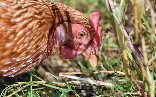 Hen  from Chrome web store to be run with OffiDocs Chromium online