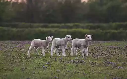 Herd of baby goats  from Chrome web store to be run with OffiDocs Chromium online