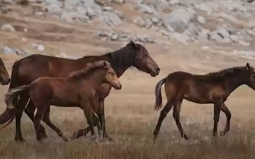 Herd of brown horses on dry grassland  from Chrome web store to be run with OffiDocs Chromium online