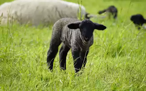 Herd of dark gray sheep in the field  from Chrome web store to be run with OffiDocs Chromium online