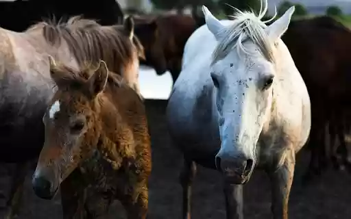 Herd of Domestic Horses  from Chrome web store to be run with OffiDocs Chromium online