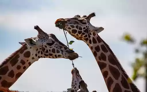 Herd of giraffes  from Chrome web store to be run with OffiDocs Chromium online