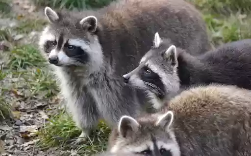 Herd of gray bears  from Chrome web store to be run with OffiDocs Chromium online