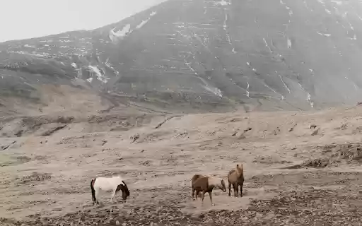 Herd of horses on rocky mountains  from Chrome web store to be run with OffiDocs Chromium online