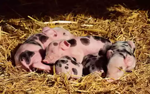 herd of piglets  from Chrome web store to be run with OffiDocs Chromium online
