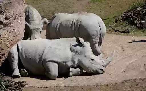 Herd of rhinos basking in the sun from Chrome web store to be run with OffiDocs Chromium online Herd of rhinos basking in the sun from Chrome web store to be run with OffiDocs Chromium online