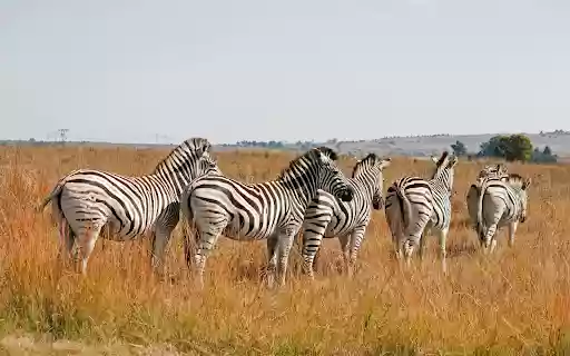 Herd of zebras walking  from Chrome web store to be run with OffiDocs Chromium online