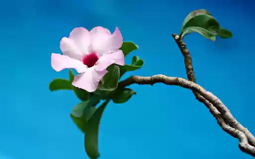 Her houses porcelain flowers  from Chrome web store to be run with OffiDocs Chromium online