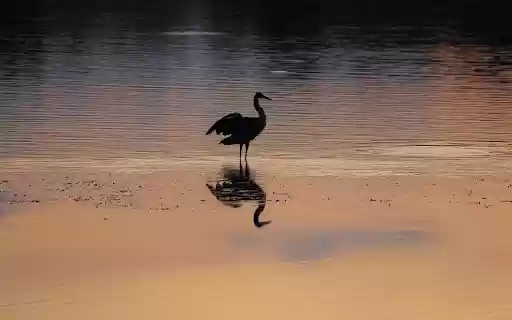 Heron on Lake at Sunset  from Chrome web store to be run with OffiDocs Chromium online