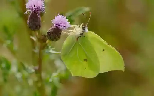 Hidden butterfly  from Chrome web store to be run with OffiDocs Chromium online