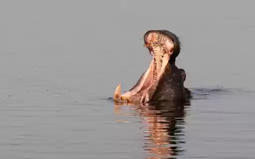 Hippos yawn underwater  from Chrome web store to be run with OffiDocs Chromium online