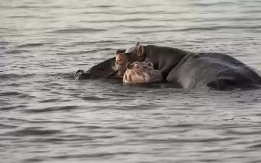 HIPPO THEME  from Chrome web store to be run with OffiDocs Chromium online