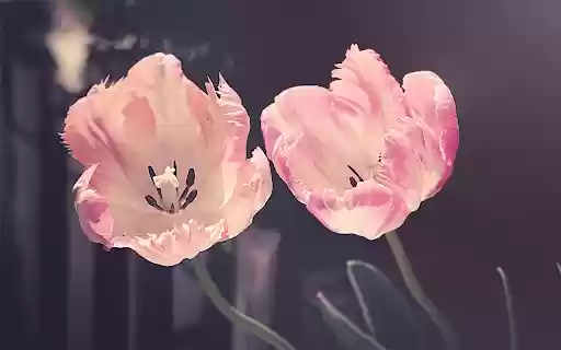 Hoa tulip  from Chrome web store to be run with OffiDocs Chromium online