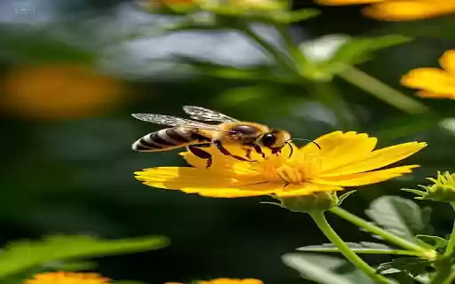 Honey bee wallpaper  from Chrome web store to be run with OffiDocs Chromium online