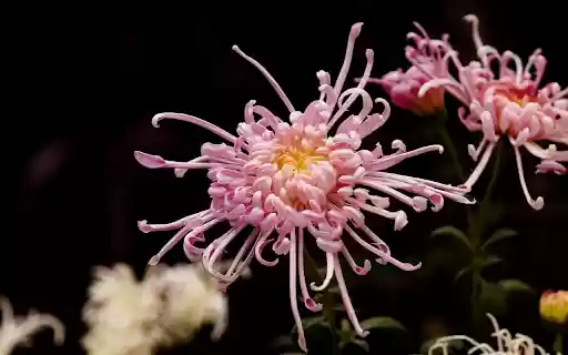 Hook chrysanthemum  from Chrome web store to be run with OffiDocs Chromium online