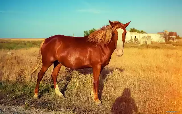 horse  from Chrome web store to be run with OffiDocs Chromium online