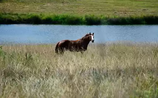 Horse by the river  from Chrome web store to be run with OffiDocs Chromium online