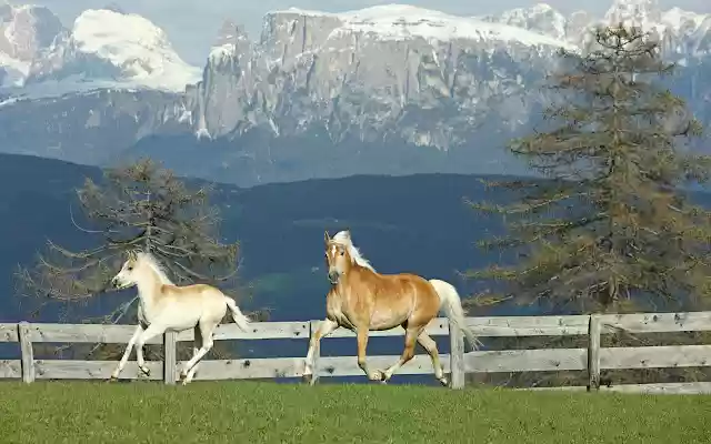 Horses  from Chrome web store to be run with OffiDocs Chromium online